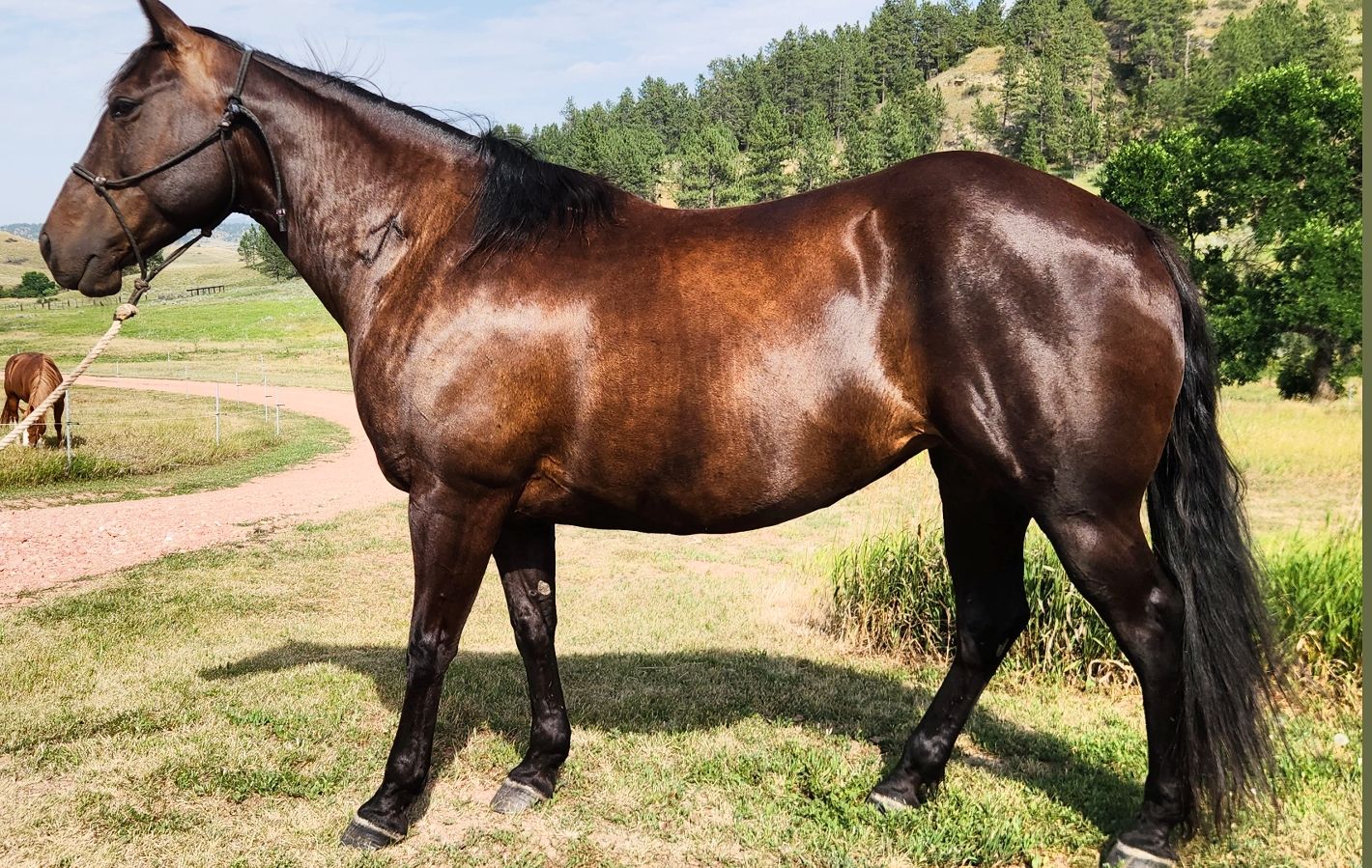 8yr old registered mare