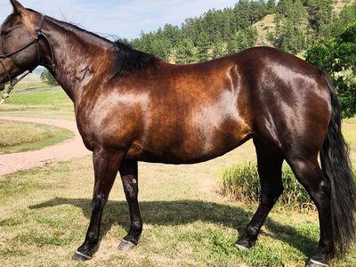 8yr old registered mare