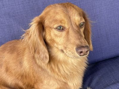 AKC Mini Dachshund **STUD**