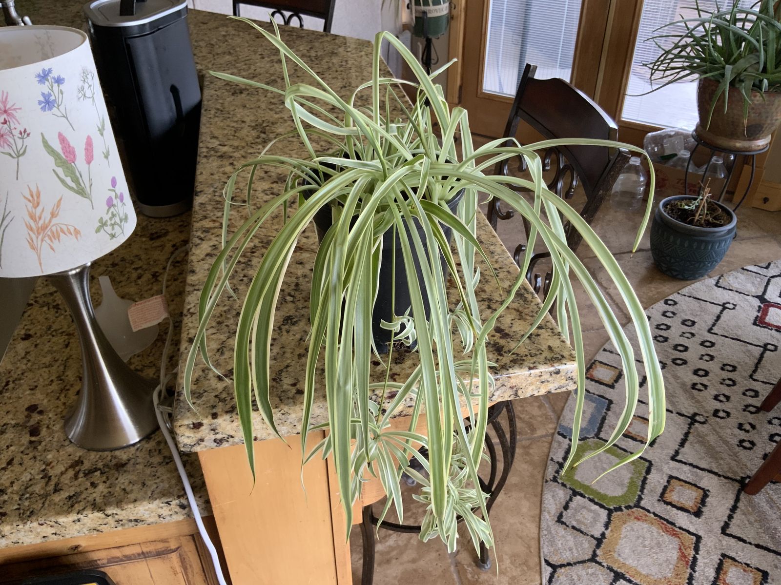 BEAUTIFUL HEALTHY SPIDER PLANT. CASH/VENMO ONLY