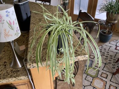BEAUTIFUL HEALTHY SPIDER PLANT. CASH/VENMO ONLY