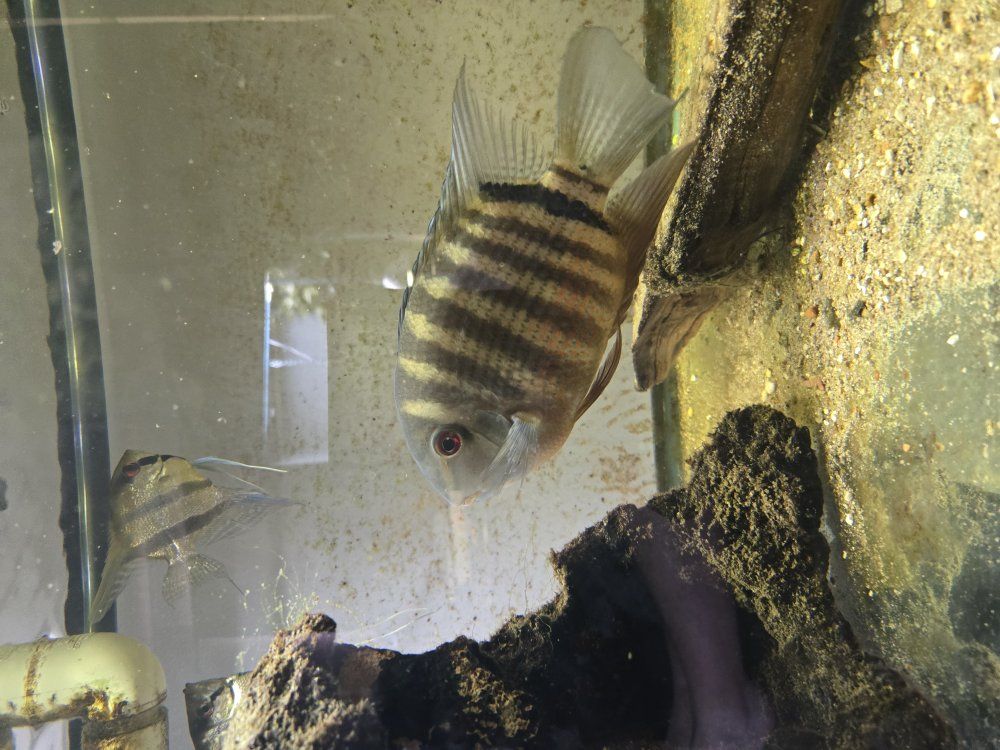 Severum