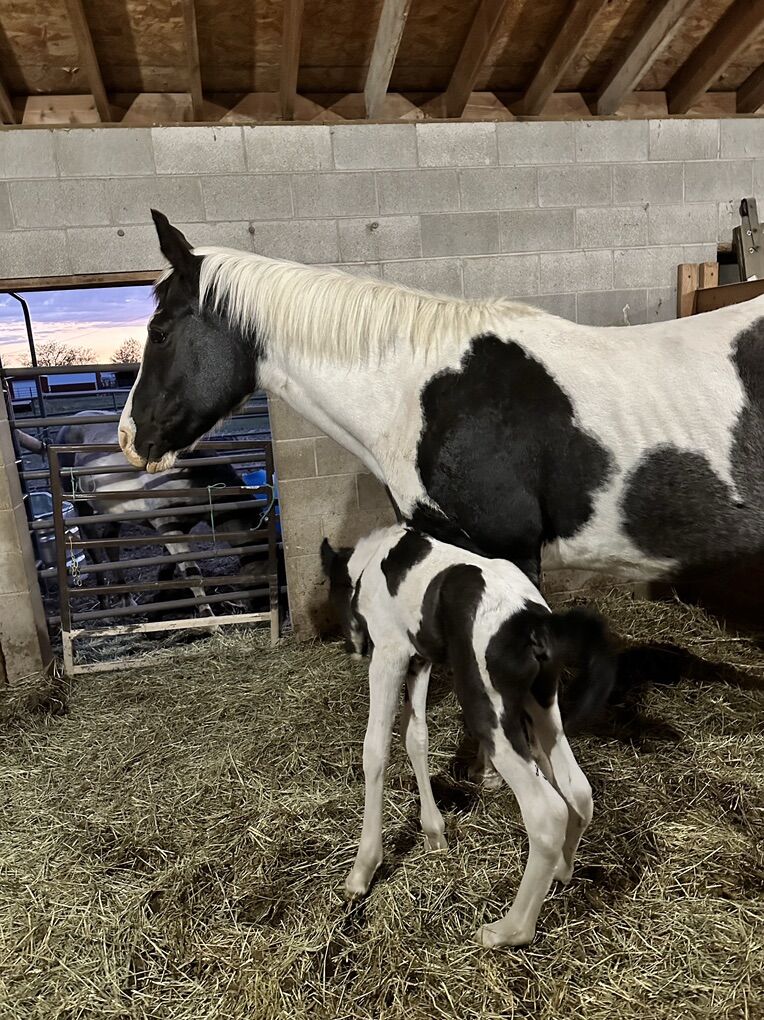 Black And White Gaited Tennessee Walker