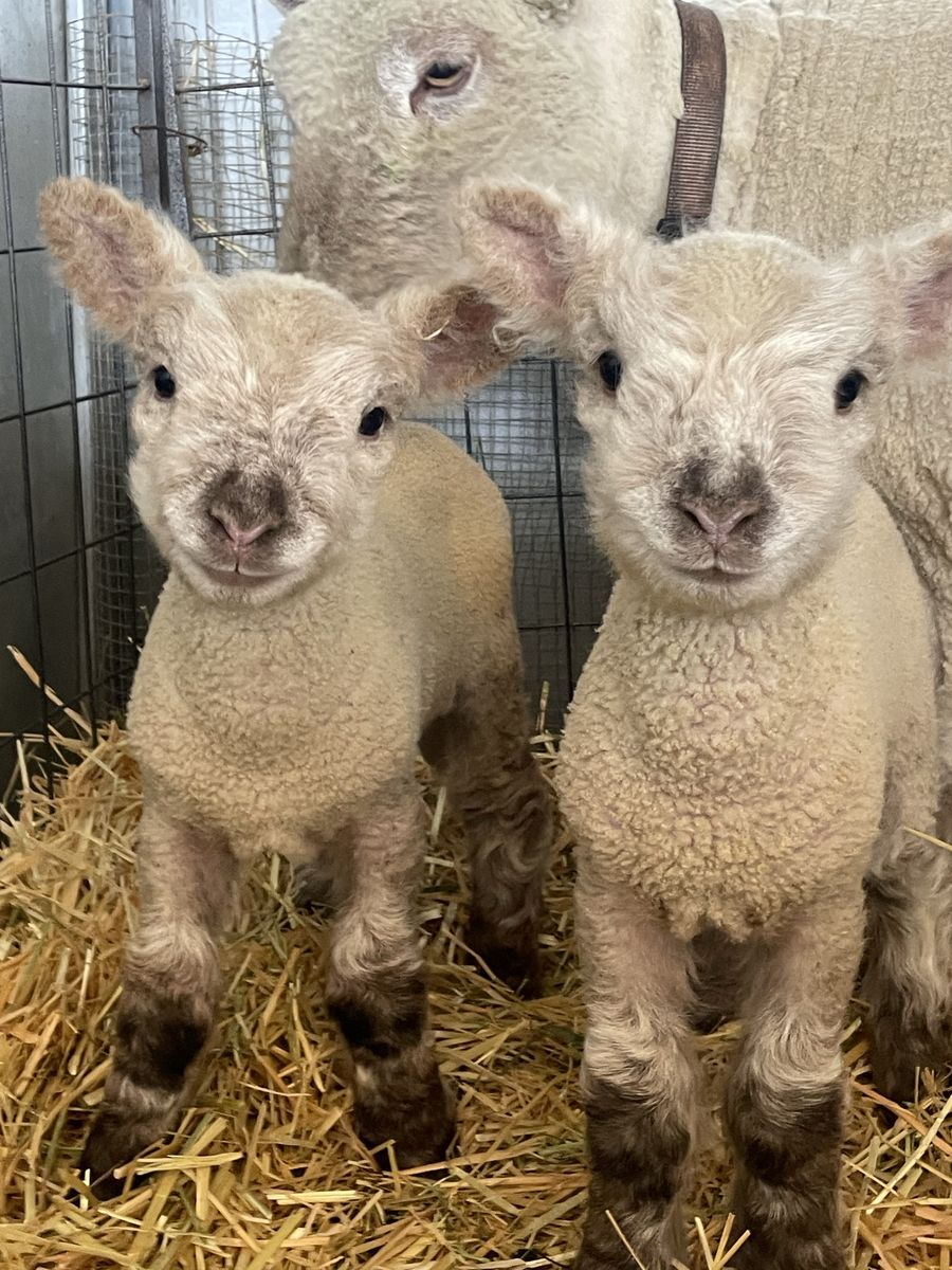 Olde English Miniature Southdown Babydoll Sheep
