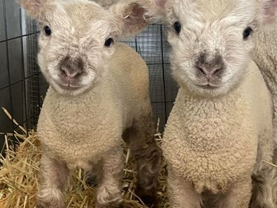 Olde English Miniature Southdown Babydoll Sheep