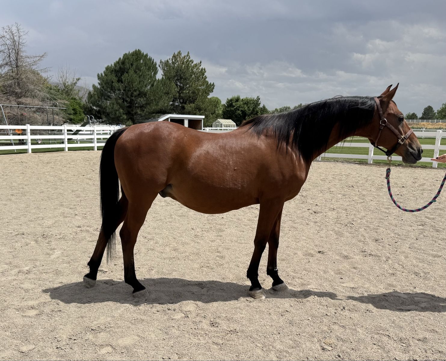 Arabian Gelding
