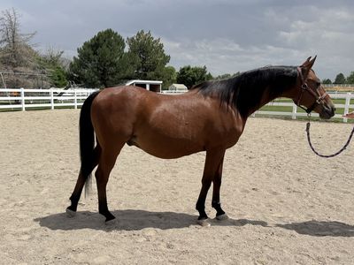 Arabian Gelding
