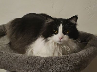 psycho (name not description)