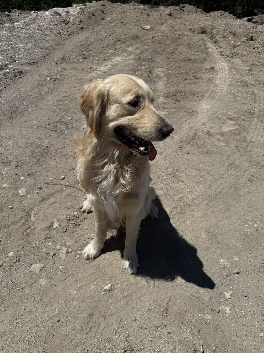 1 Year Old Registered Golden Retriever