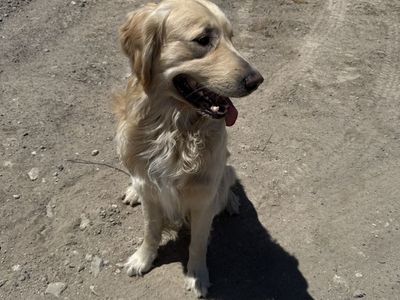 1 Year Old Registered Golden Retriever