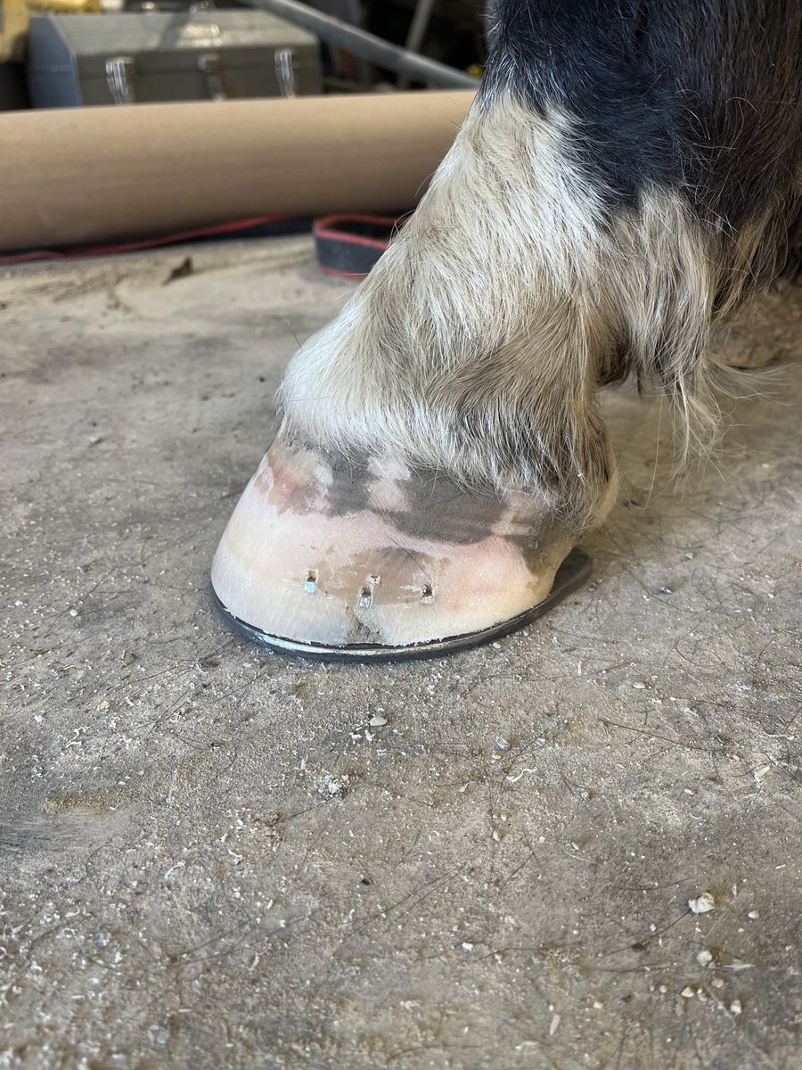 Farrier service