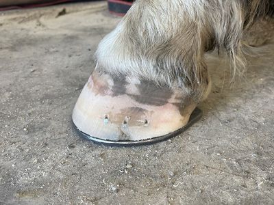 Farrier service