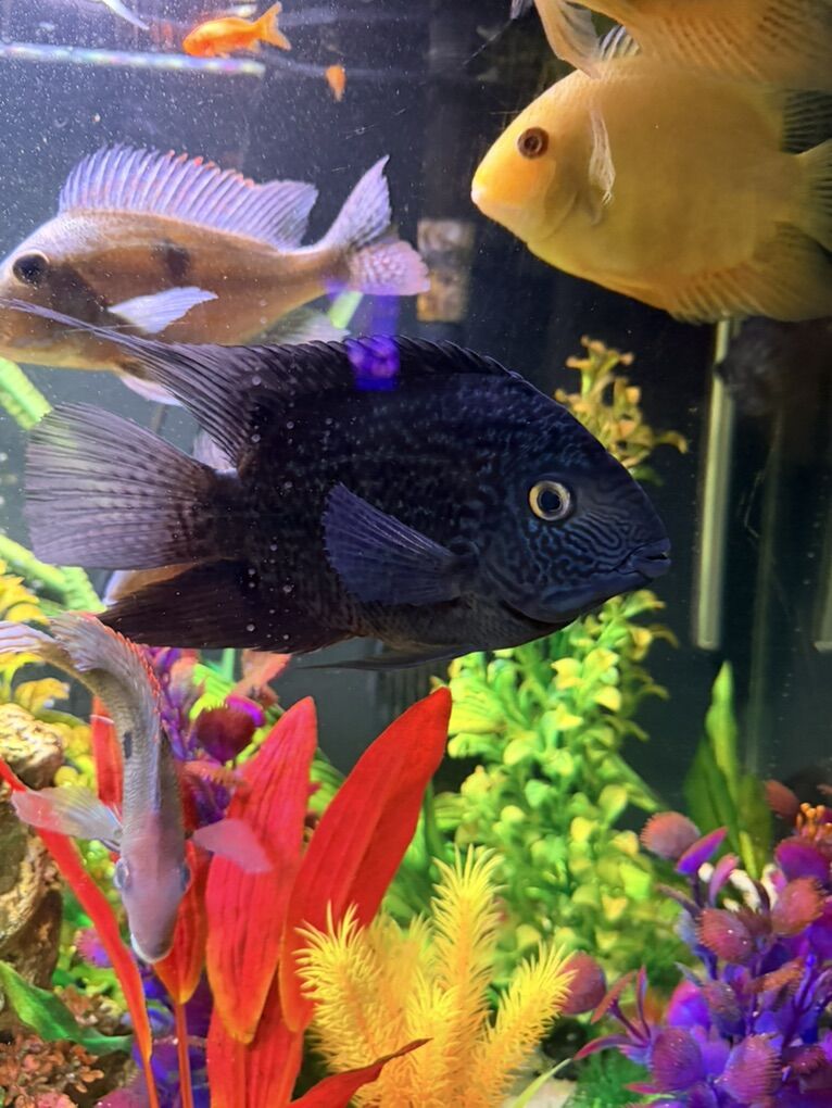 Blue Acara cichlid,