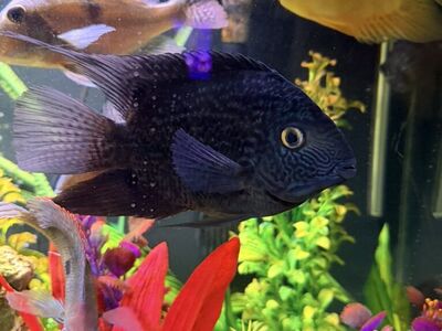 Blue Acara cichlid,