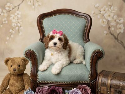 Cutest Small Doodle Puppies EVER!!