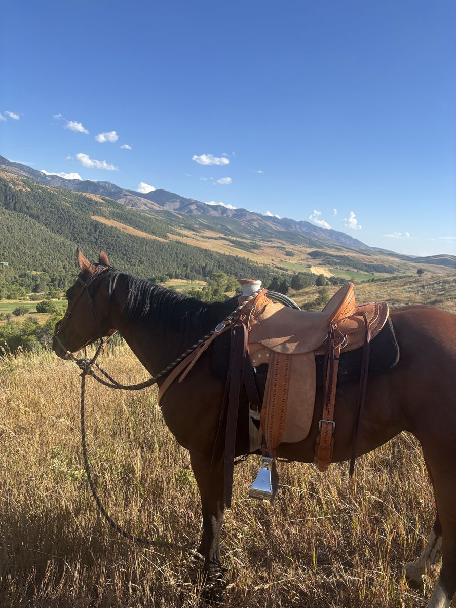 7 year old grade gelding