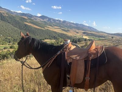7 year old grade gelding