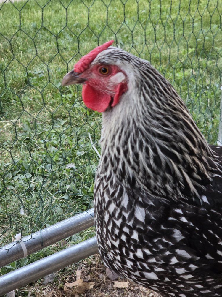 Silver Laced Wyandotte Hen Chicken