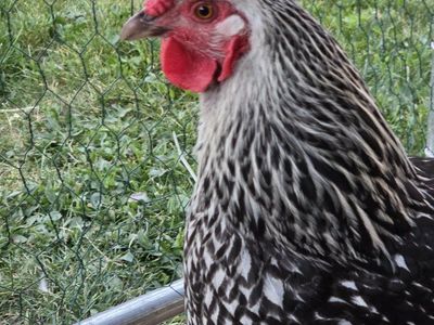 Silver Laced Wyandotte Hen Chicken