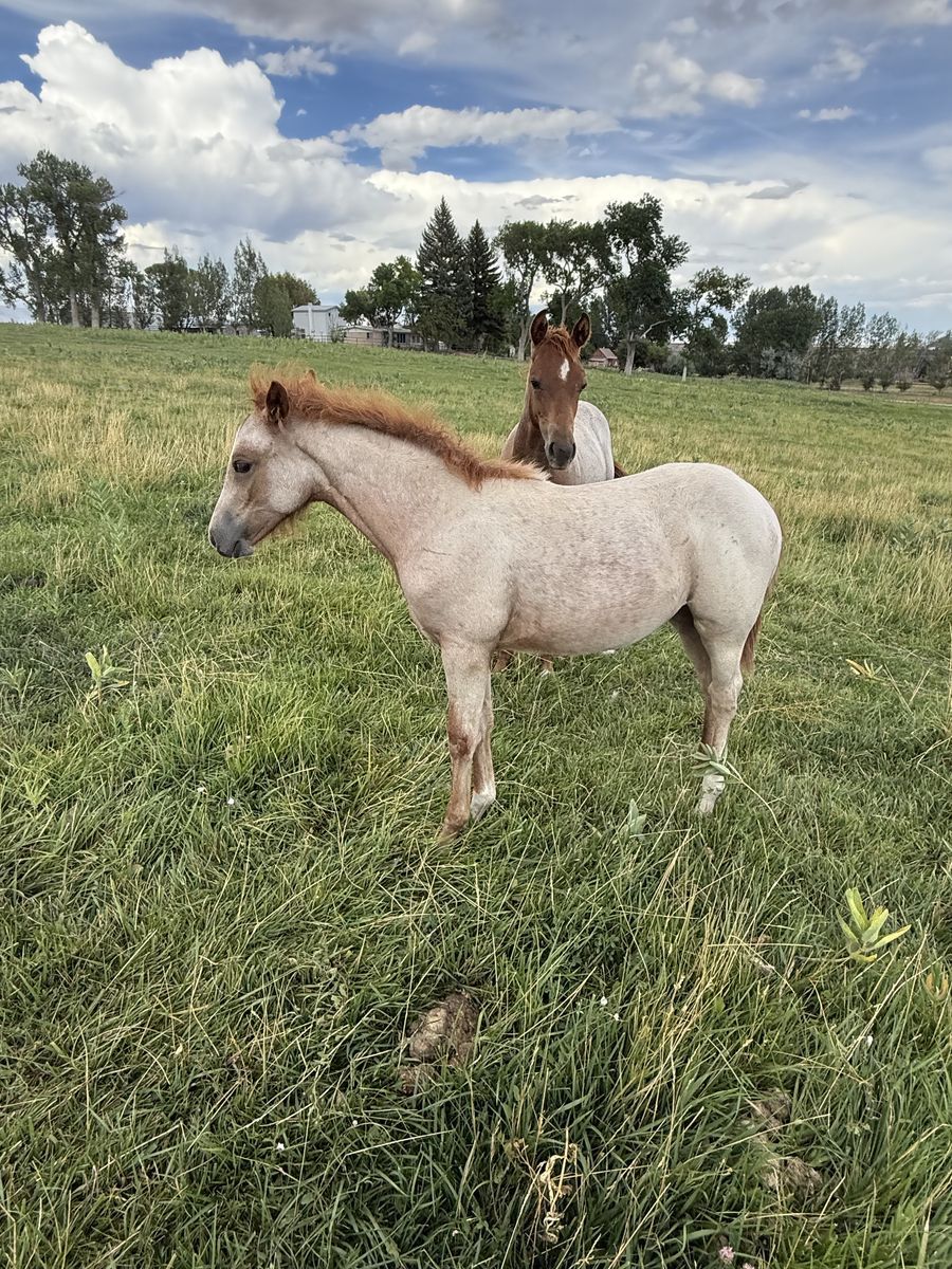 Super sweet 2026 Red Roan filly.  Excellent Bloodline!