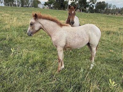 Super sweet 2026 Red Roan filly. Excellent Bloodline!
