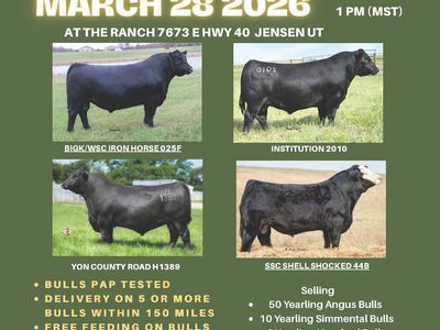 RV Bar Angus Ranch Bull and Female Sale March 28.