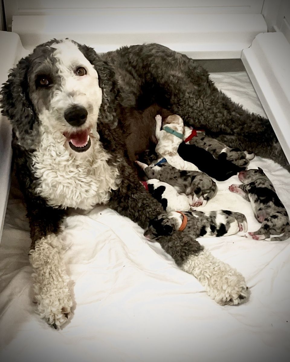 SHEEPADOODLE  F1B PUPPIES