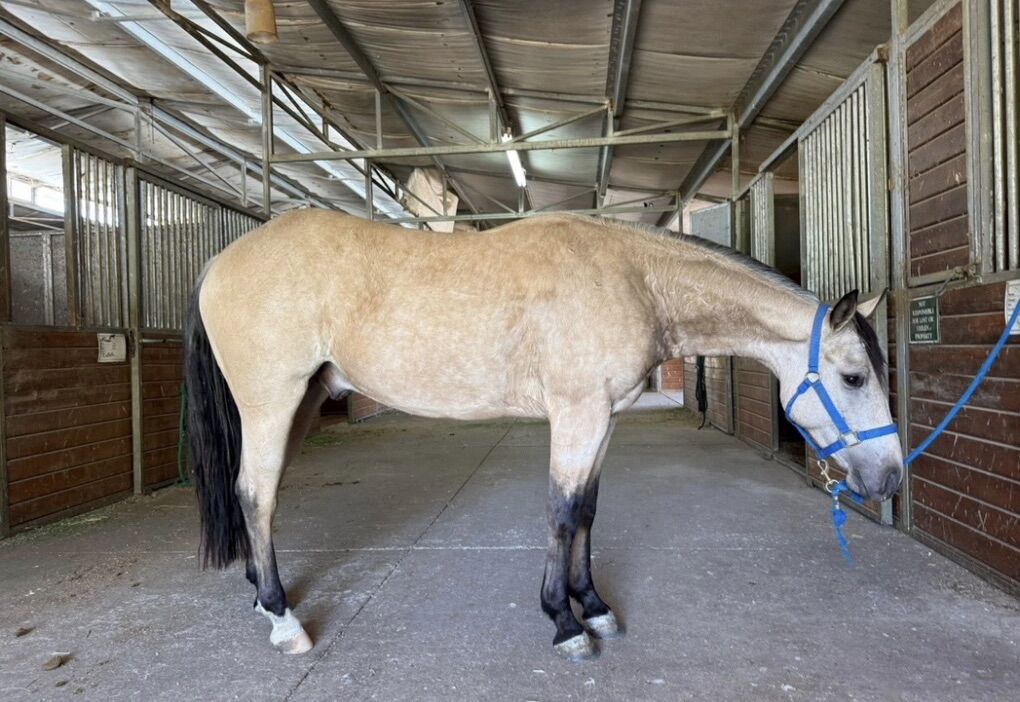 Dog Gentle 3 Yr Old Reining Bred