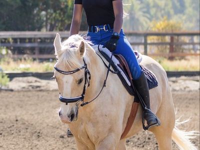 15.3hh registered Palomino Appendix Quarter Horse
