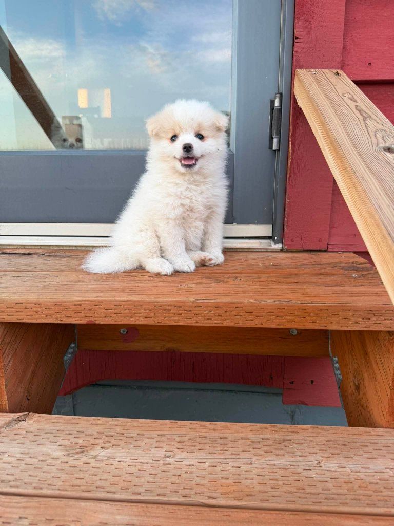 Adorable Pomeranian Puppy Seeking Forever Home - Playful & Loving Companion