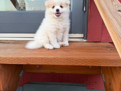 Adorable Pomeranian Puppy Seeking Forever Home - Playful & Loving Companion
