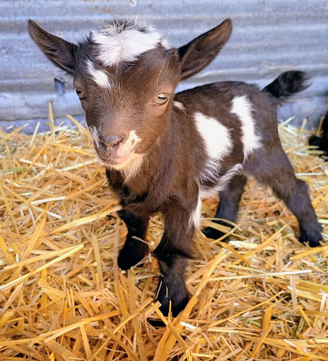 ADGA Nigerian Dwarf Doeling Bottle Baby