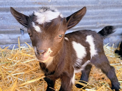ADGA Nigerian Dwarf Doeling Bottle Baby