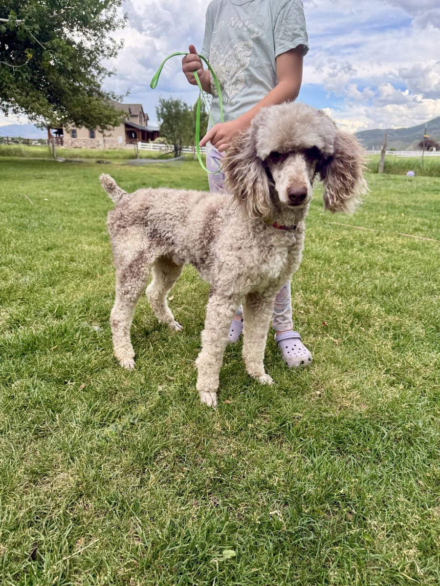 Moyen Poodle