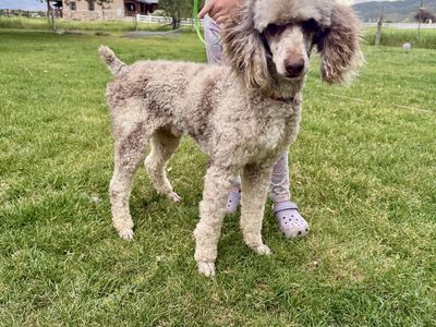 Moyen Poodle