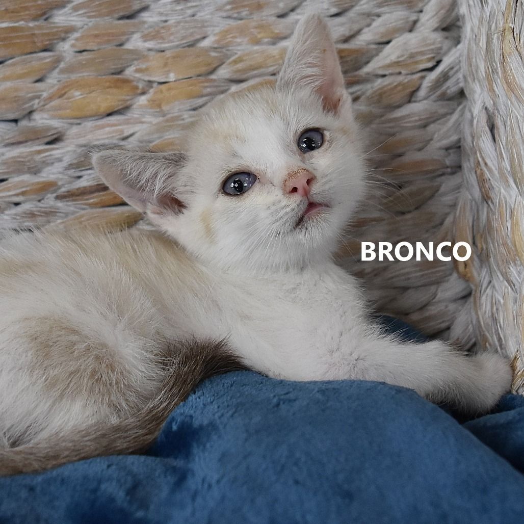 Hello my name is Bronco