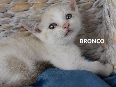 Hello my name is Bronco