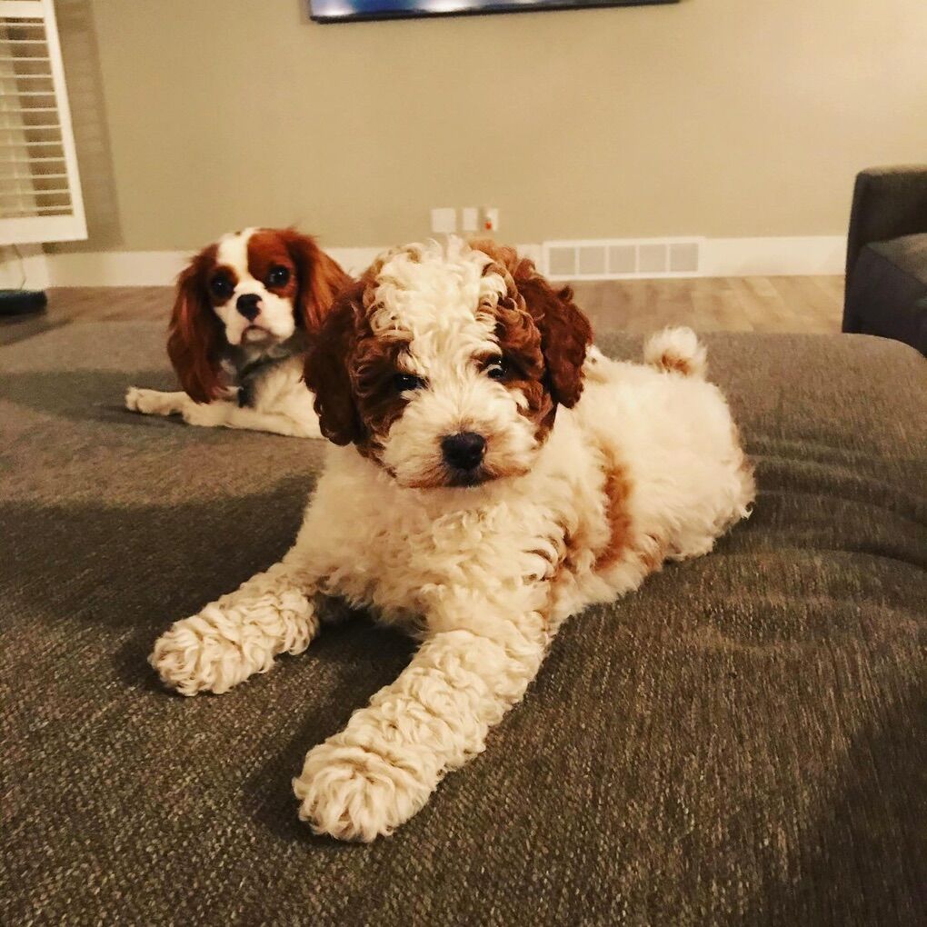 Gorgeous Deep red/white AKC MINI POODLE STUD