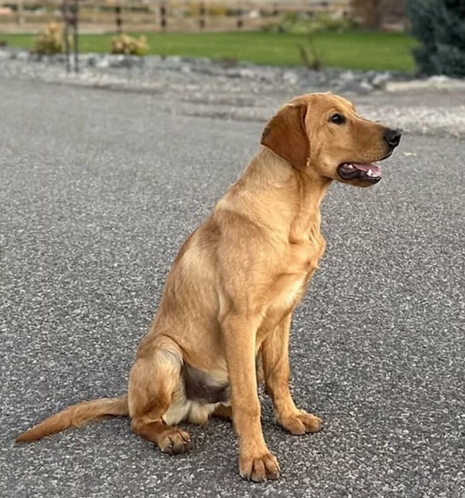 AKC Registered Labrador Puppies For Hunting