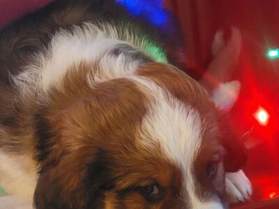 ONLY 3 LEFT! Aussiedoodle Collie Mix Puppies $350