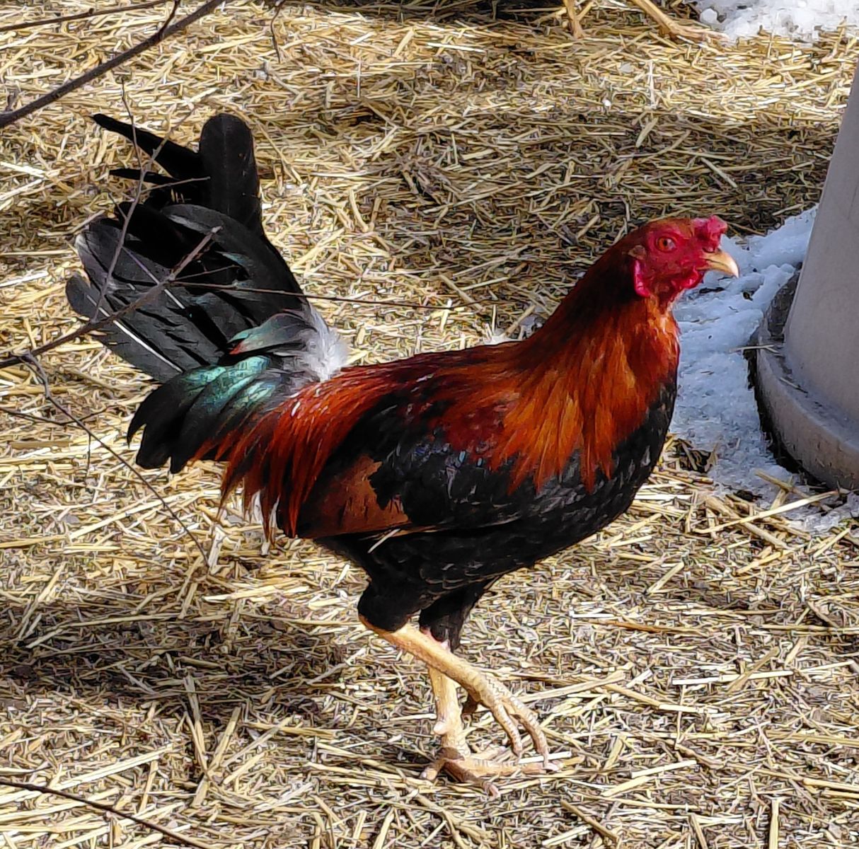 A160001 Eggs Benedict is Available for Adoption!