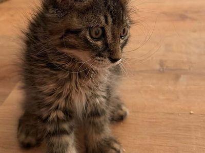 A164655 Granite is Available for Adoption!