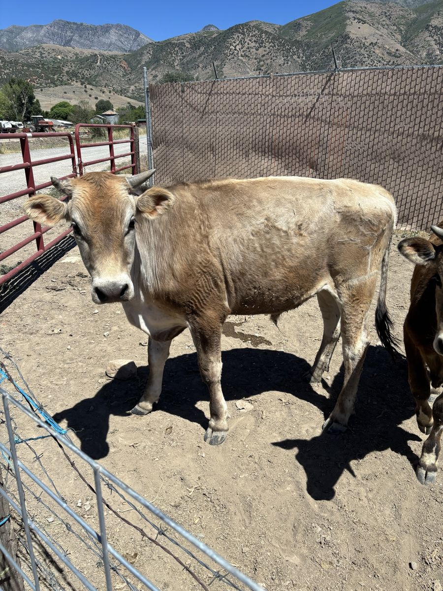 Meat Steer