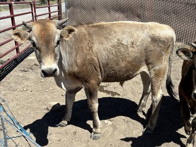 Meat Steer
