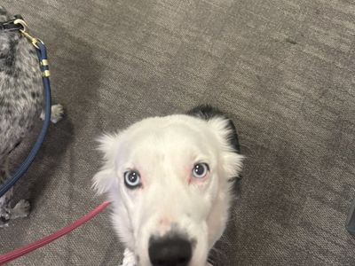 Mini Australian Shepherd