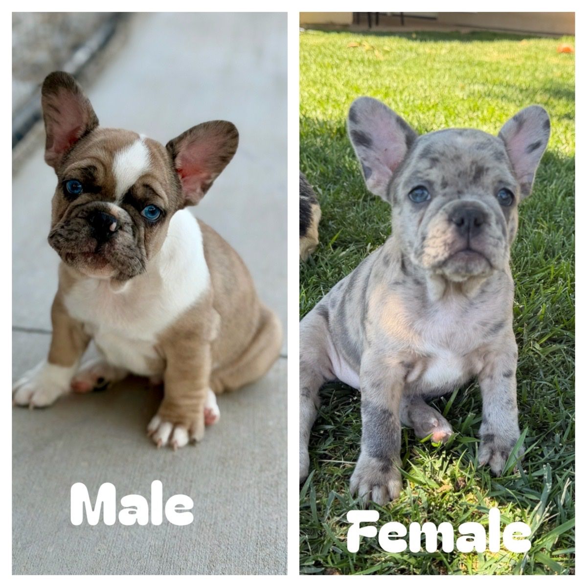 AKC French Bulldog Puppies- 9 weeks!