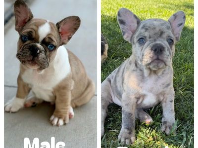 AKC French Bulldog Puppies- 9 weeks!