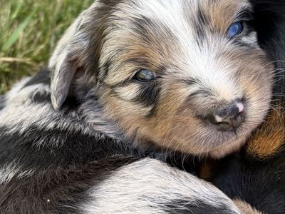 Female Blue Merle Australian Shepherd Puppy
