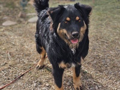 Beautiful Australian Shepherd