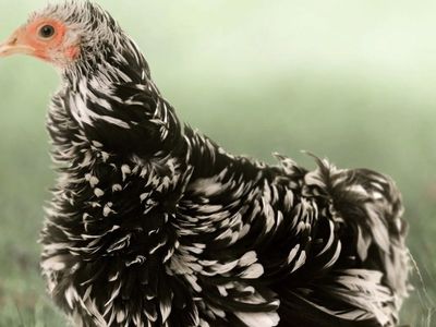Bantam Rooster